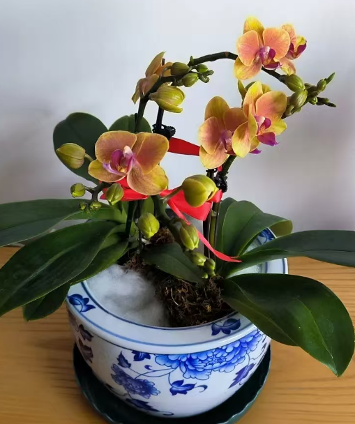 蝴蝶兰小苗和侧芽一样吗？蝴蝶兰小苗和侧芽哪个好养？
