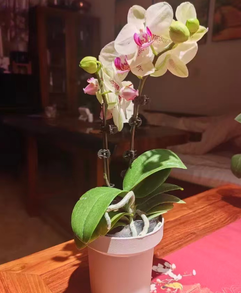 蝴蝶兰又长出小苗需要分盆吗？蝴蝶兰长小苗老苗还能活吗？