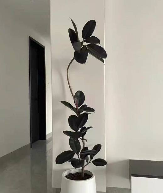客厅适合养哪些大型绿植呢？颜值高又好养的大型绿植品种推荐