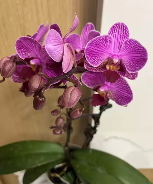蝴蝶兰肥料过浓会影响开花吗？蝴蝶兰施肥过于频繁会阻碍生长吗？