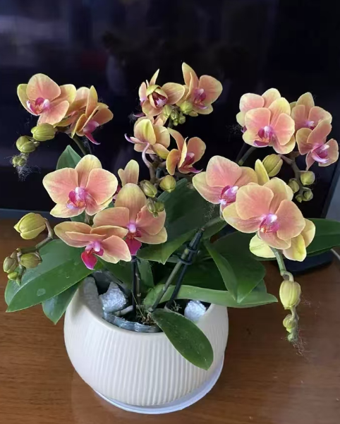 蝴蝶兰长出侧芽影响开花吗？蝴蝶兰长出侧芽如何分株？
