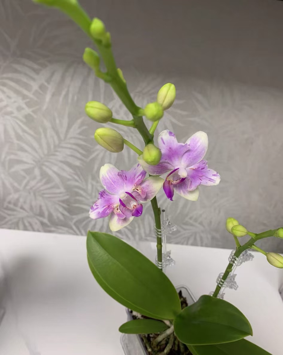 蝴蝶兰花语和寓意是什么？蝴蝶兰不同颜色的花语一样吗？