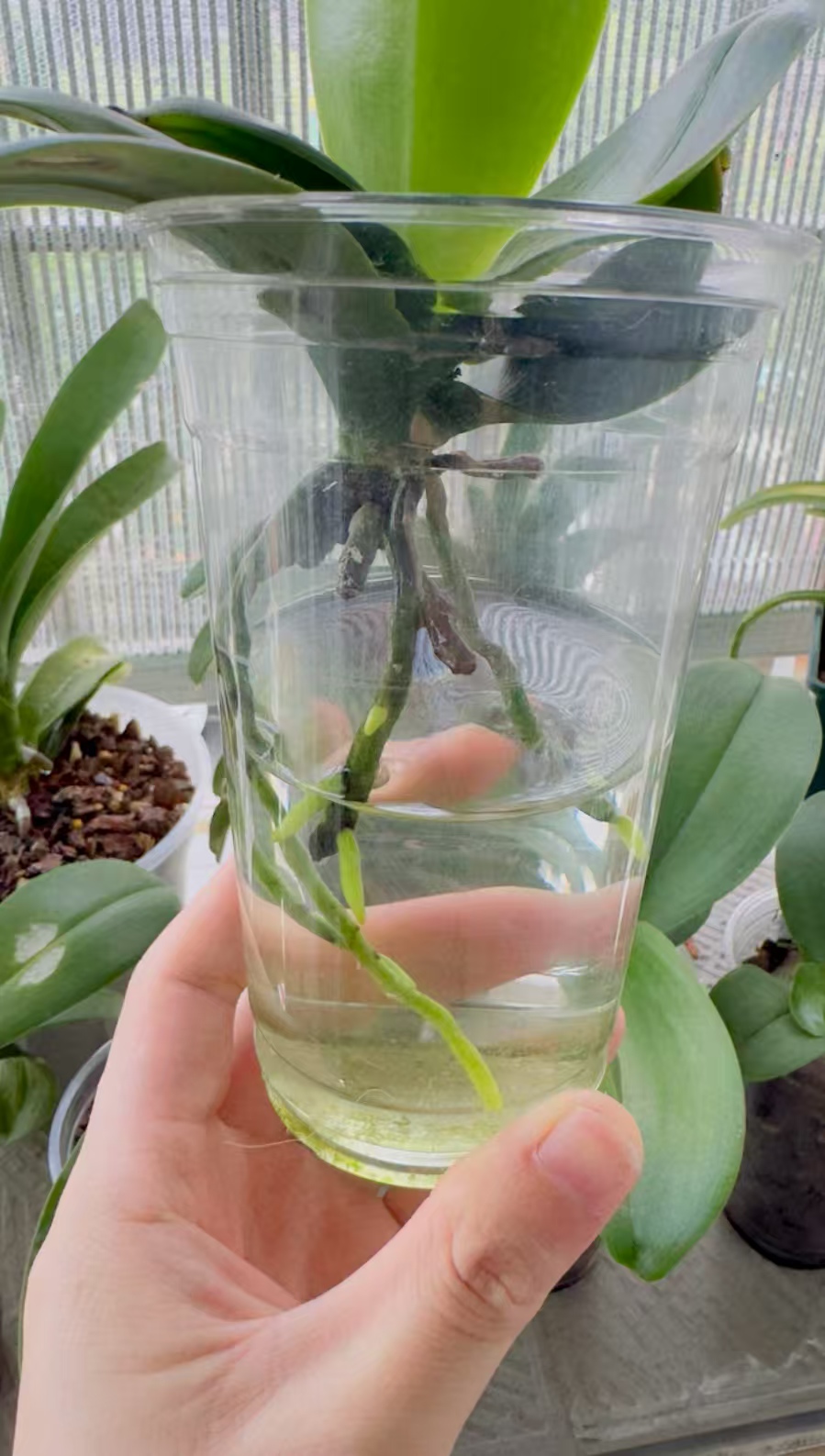 水培蝴蝶兰插铁签能活吗？水培蝴蝶兰如何固定花杆呢？