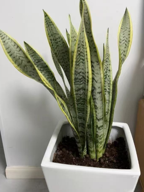 哪些室内植物最怕水呢？五种不耐涝的室内植物