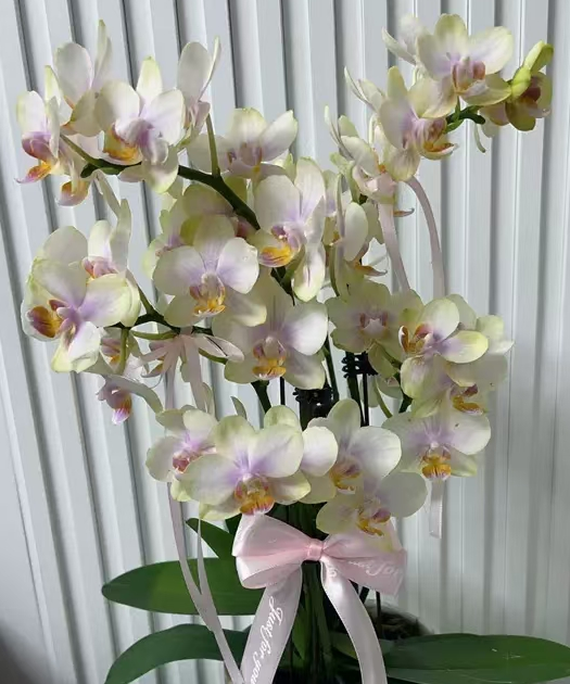 蝴蝶兰暴晒叶子一半干了还能活吗？蝴蝶兰暴晒后怎么处理？
