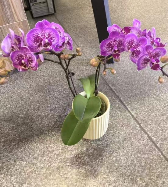 蝴蝶兰叶子不整齐什么原因？蝴蝶兰叶子长歪了怎么办？