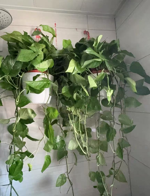 不能暴晒的绿植有哪些？五种容易晒死的植物