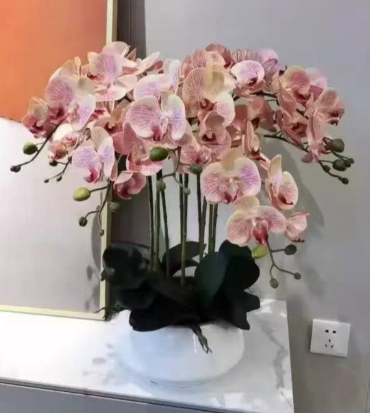 蝴蝶兰老苗和新苗浇水一样吗？蝴蝶兰老苗和新苗的区别
