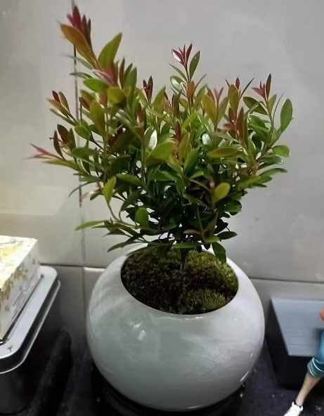 不用晒太阳的盆栽有哪些？四种不晒太阳浇水频率低的小盆栽