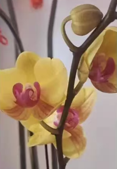 蝴蝶兰软腐病是由什么原因引起的？蝴蝶兰软腐病用什么药最有效？