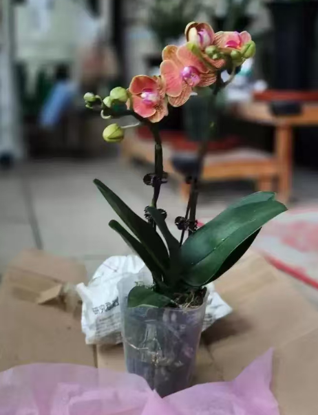 蝴蝶兰的气生根需要塞进花盆吗？蝴蝶兰气生根长在盆内还是盆上好？