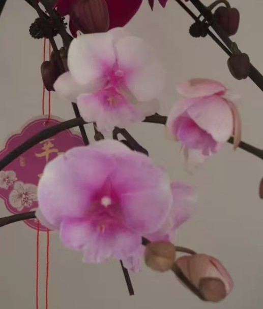 蝴蝶兰叶片容易变歪是什么时候？蝴蝶兰叶子变歪了怎么补救？