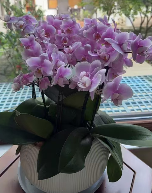 蝴蝶兰花剑长得慢是什么原因？蝴蝶兰花剑长的慢怎么办？
