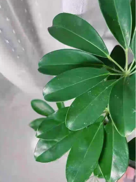 水培植物吸甲醛吗？可以吸收甲醛的植物有哪些比较好？