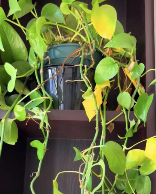水培植物都喜阴吗？晒太阳容易死的水培植物有哪些？