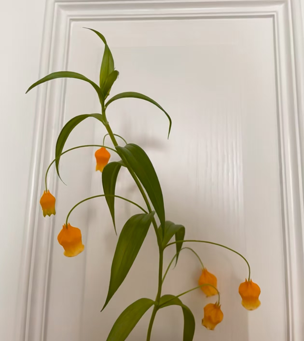 家适合养吊灯花吗？灯笼花怎么养家庭养法呢？