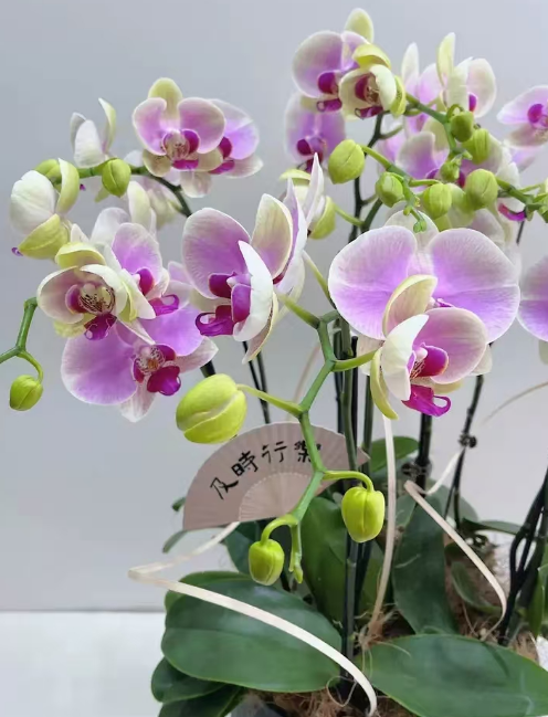 蝴蝶兰的病虫害高发期是啥时候出现？蝴蝶兰的病虫害防治需要注意什么？