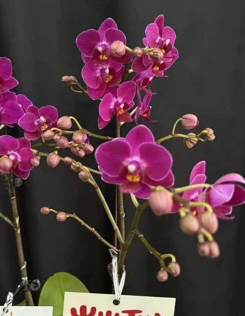 蝴蝶兰浇水分季节吗？蝴蝶兰浇水不同季节一样吗？