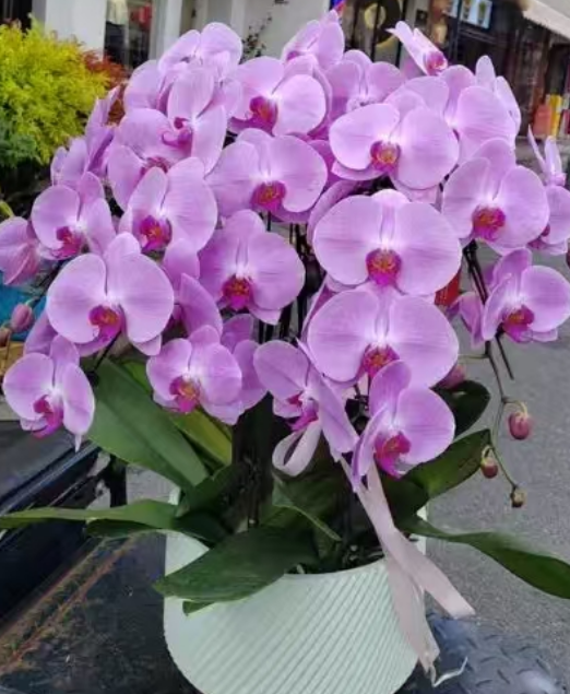蝴蝶兰夏季能开花吗？蝴蝶兰夏天什么时候开花？