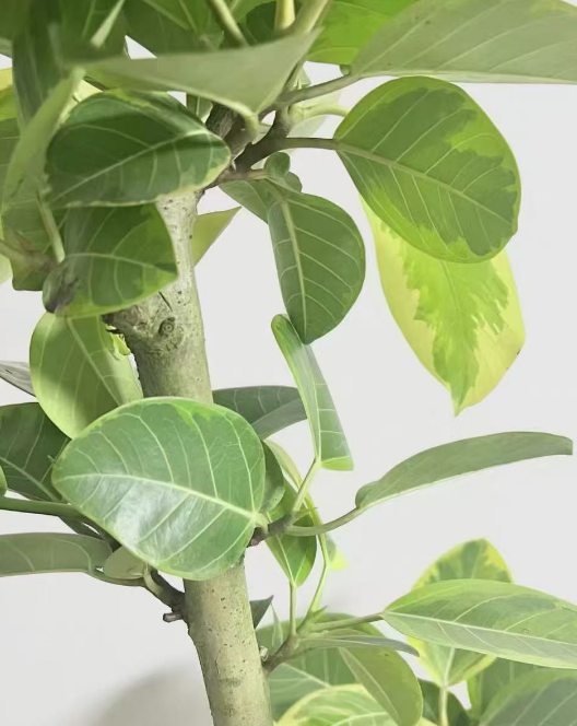 哪些室内落地植物好养？适合阳台客厅的落地绿植推荐