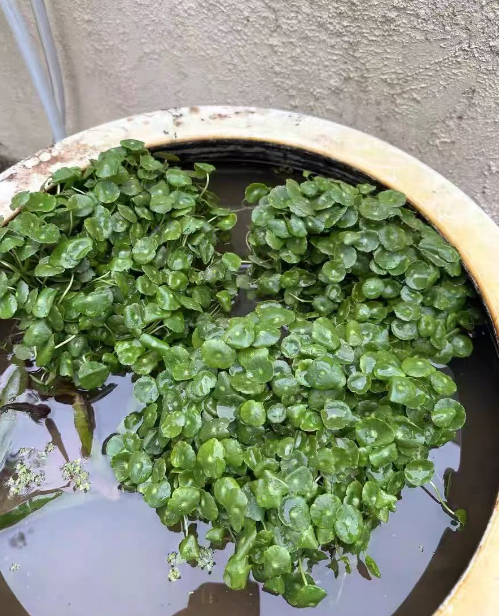 水培植物长虫子怎么办？什么水培植物容易招虫子？
