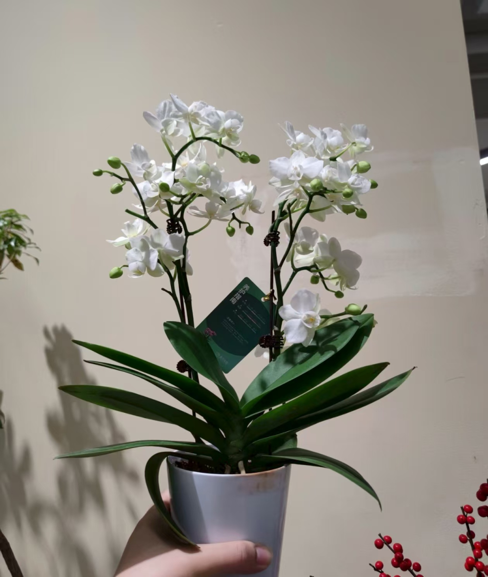 蝴蝶兰哪个品种开花时间长呢？蝴蝶兰红色系列有哪些品种？