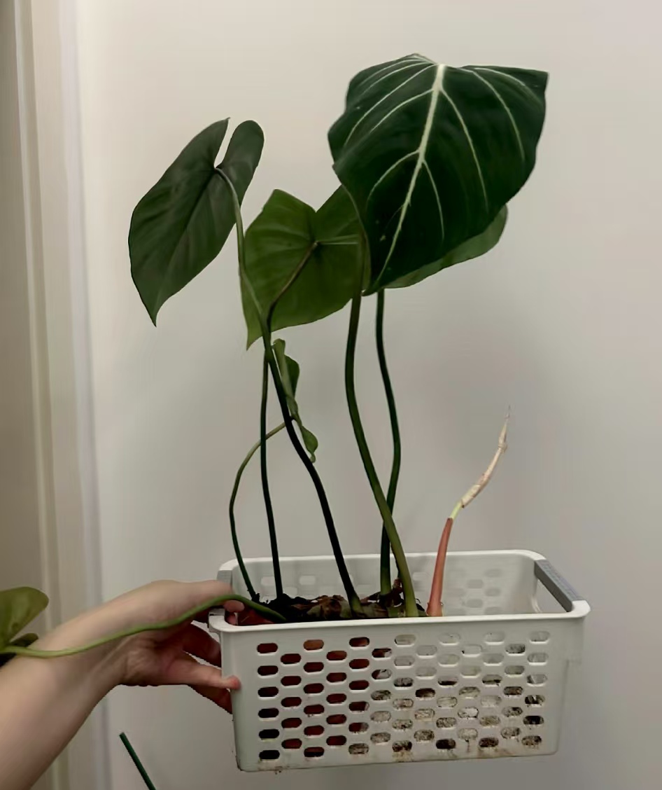 耐阴不招虫的植物有哪些？家适合养什么绿色植物呢？