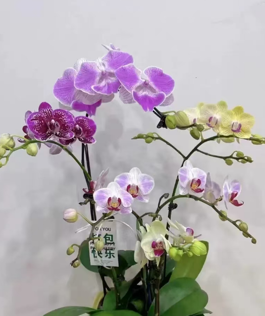 蝴蝶兰营养不良的表现有哪些？蝴蝶兰营养不良怎么办？