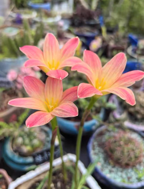 八月养什么花卉绿植好？五种耐热耐寒易养护适合八月养护的花卉