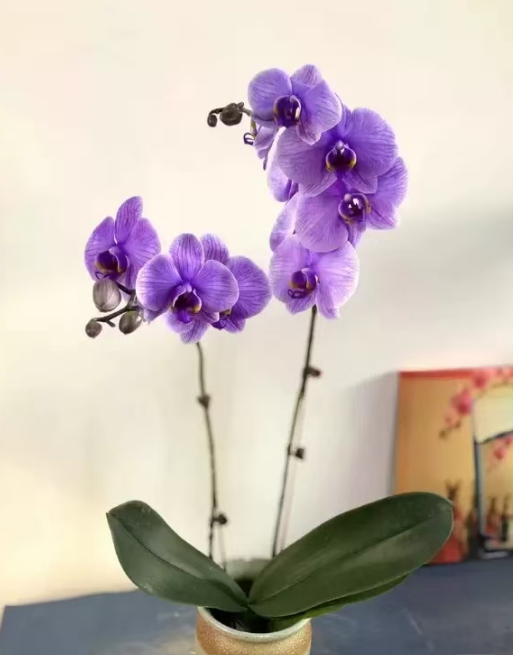 什么季节买蝴蝶兰最容易养活？蝴蝶兰摆放在家中哪个位置好呢？
