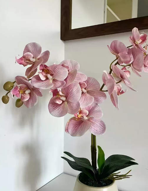 蝴蝶兰气生根干的还是湿的？蝴蝶兰气生根干了是什么原因？