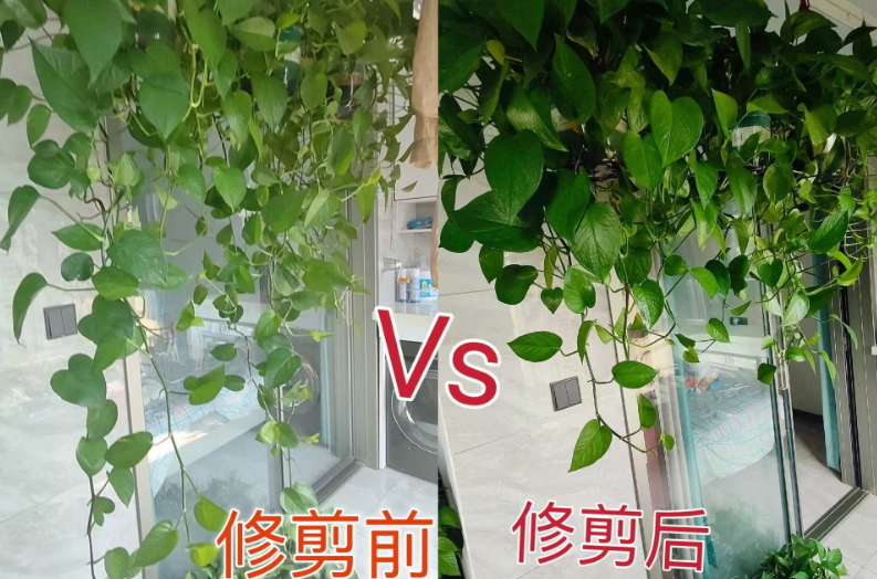 这5类绿植立秋过后必须"理发"！错过黄金期，明年开花少一半！