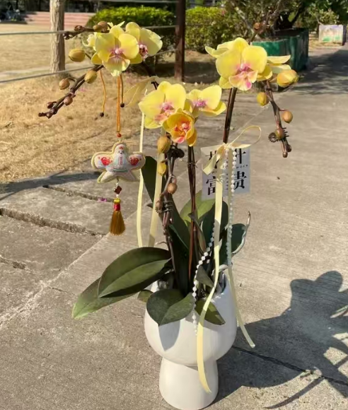 蝴蝶兰叶片出现水渍斑块是太阳晒多的原因吗？蝴蝶兰叶片出现水渍斑块要怎么处理？