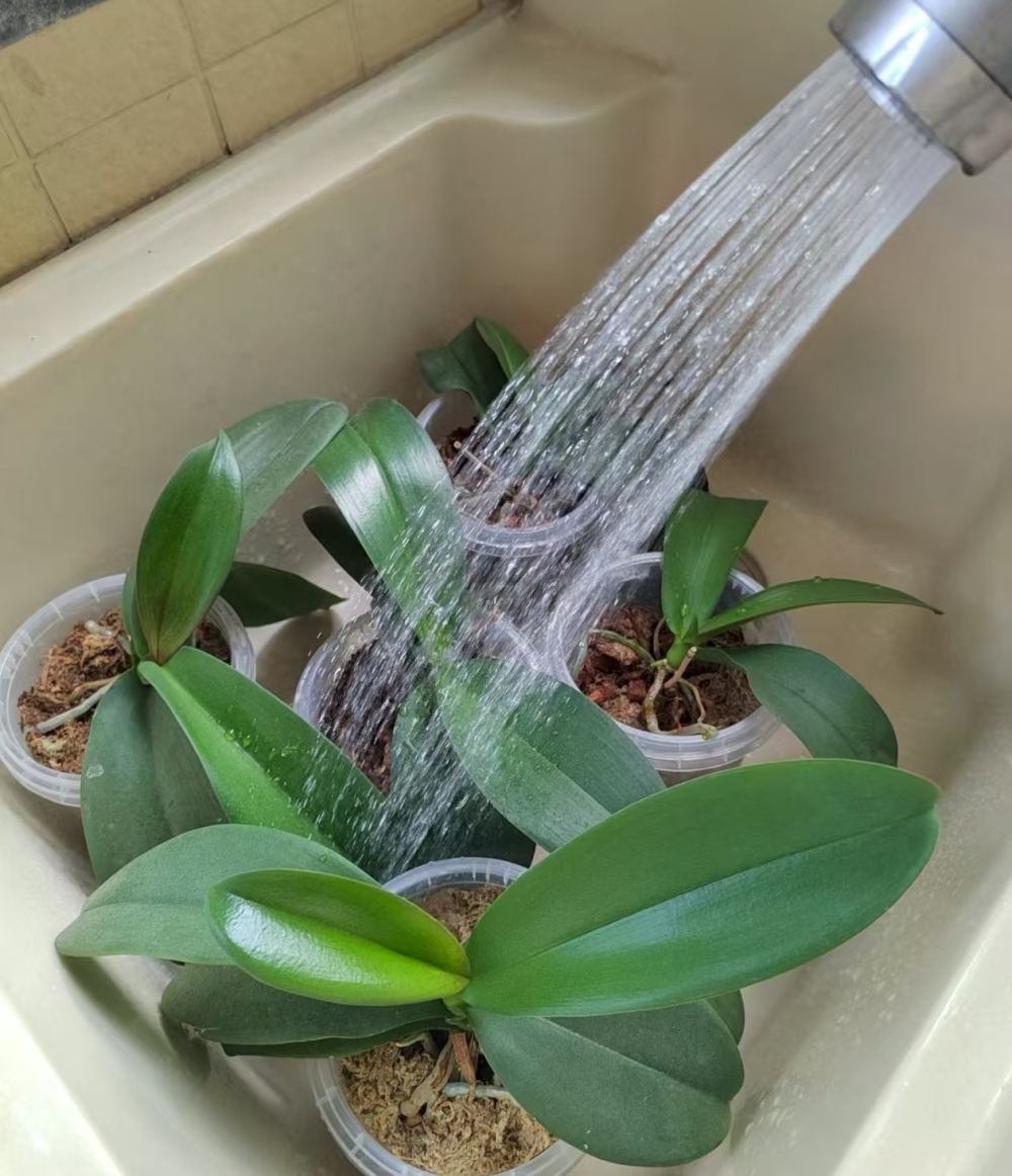 蝴蝶兰浇水口诀是什么呢？蝴蝶兰要干透了浇水吗？