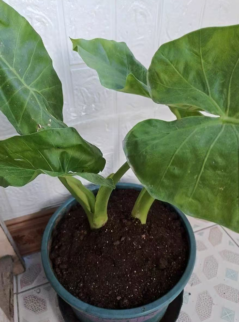 好奇尝了一口家里养的绿植，男童竟被送进ICU，这些植物有孩子家庭注意了。