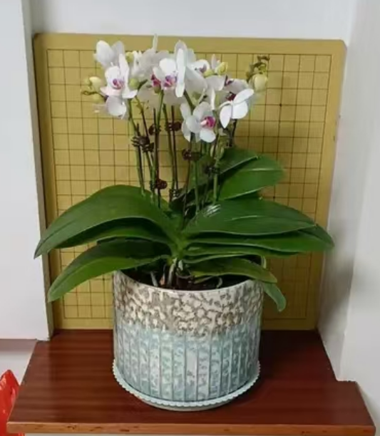 蝴蝶兰剪枝后多久能长出新枝？蝴蝶兰剪枝后怎样浇水？