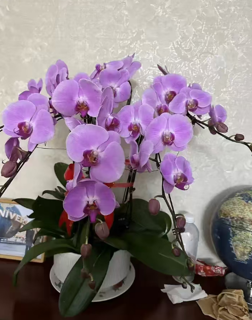 卧室可以摆放蝴蝶兰吗？卧室放蝴蝶兰会不会影响睡眠呢？
