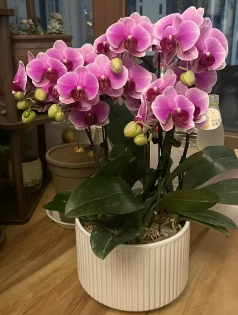 蝴蝶兰花剑长得高还是矮好？蝴蝶兰花剑影响开花吗？