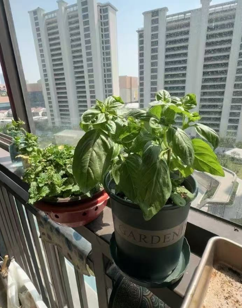 会结果的绿意：那些既养眼又暖心的室内植物