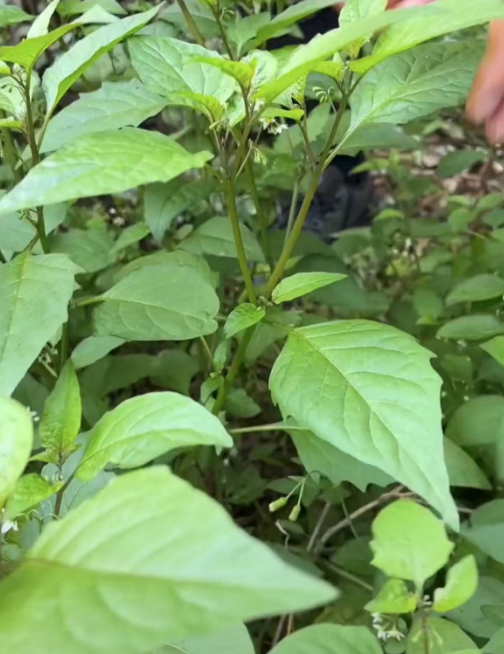 地里那野菜，居然能吃还败火？我也是才知道