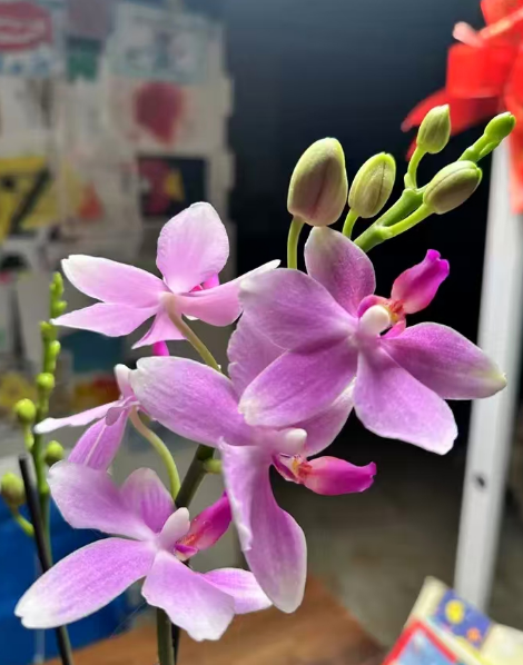 蝴蝶兰花肥能自制吗？哪些天然植物可以做蝴蝶兰肥料用？
