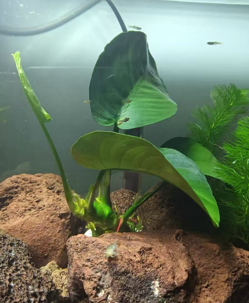 鱼缸水培植物推荐 ：这5种好养又美观的水生植物，让你的水族箱秒变生态小森林！