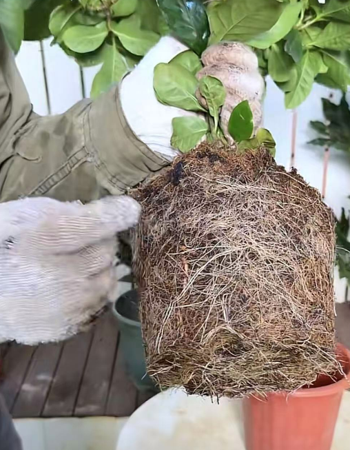 “土培植物转水培必死？”土培转水培有哪些误区？