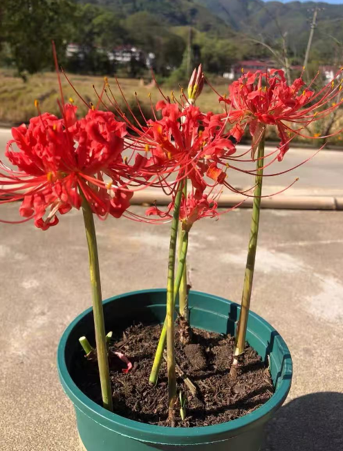 石蒜和彼岸花是同一种花吗？说说它们的名字，还有那些守护的小故事