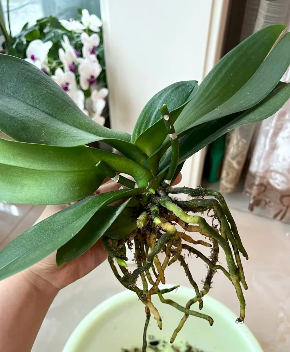 蝴蝶兰根全部烂掉了能活吗？蝴蝶兰根系木质根茎怎么处理？