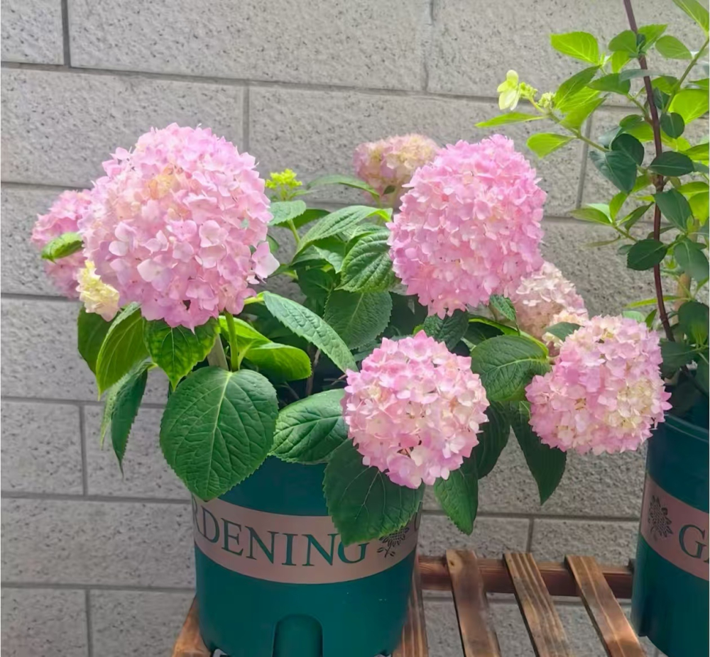 避光的地方适合养什么植物?适合在阴凉地方生长的花?