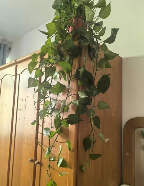 室内植物休眠期都是冬季吗？有哪些室内植物会在秋天休眠呢？