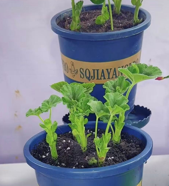 怎么花最少的钱养最多的花？0成本这8种花，现在插爆你家阳台