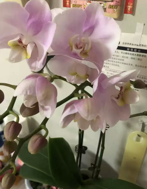蝴蝶兰弱苗出花梗要去掉吗？蝴蝶兰弱苗静养方法