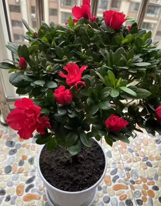家里的淘米水能不能用来浇花？淘米水浇植物有什么好处呢？